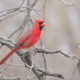 A male northern cardinal in Illinois.